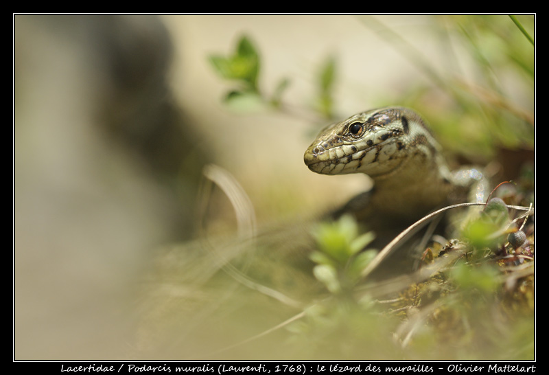 Podarcis muralis (Laurenti, 1768)