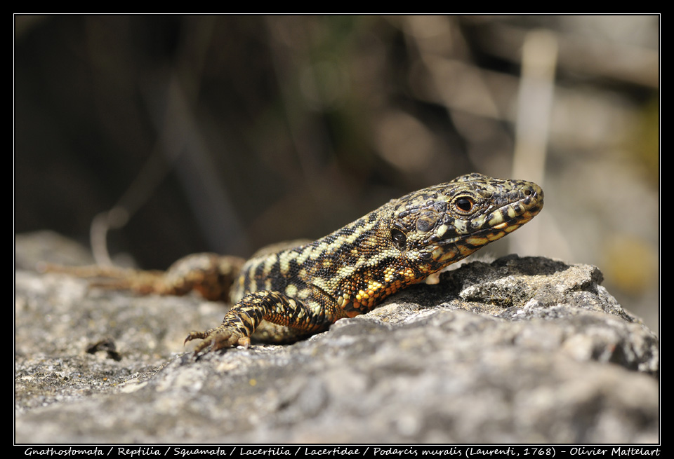 Podarcis muralis (Laurenti, 1768)