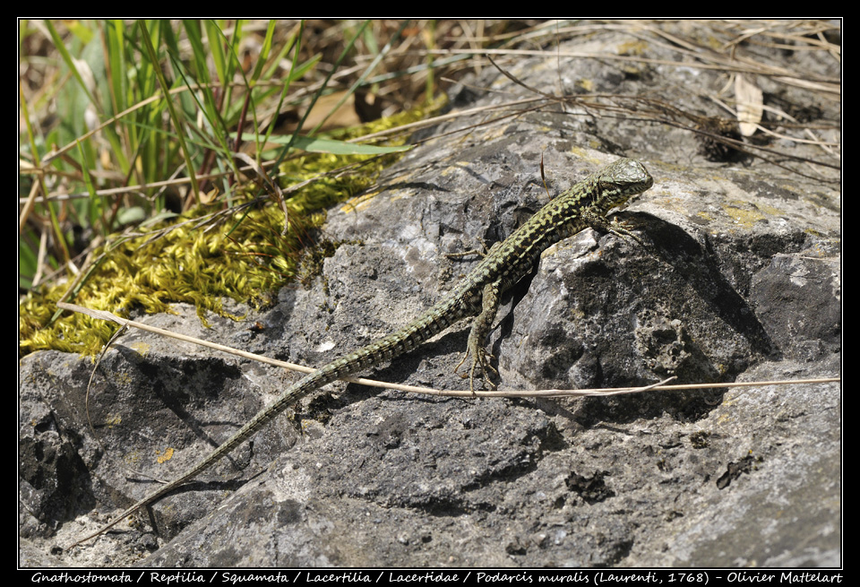 Podarcis muralis (Laurenti, 1768)