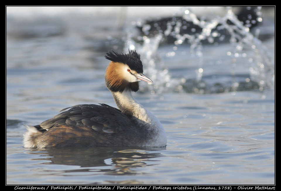 Podiceps cristatus (Linnaeus, 1758)