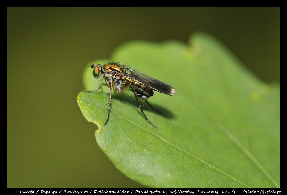 Poecilobothrus nobilitatus (Linnaeus, 1767)