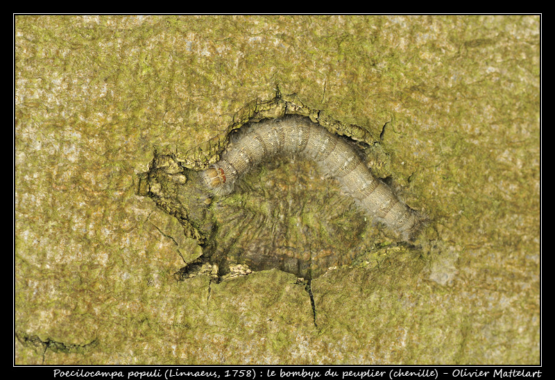 Poecilocampa populi (Linnaeus, 1758)