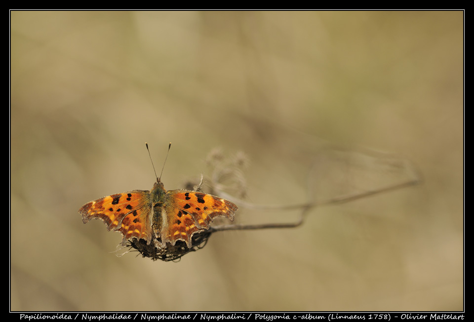 Polygonia c-album (Linnaeus, 1758)