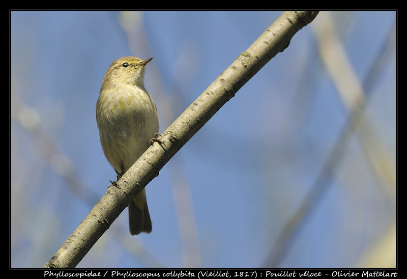 Phylloscopus collybita (Vieillot, 1817)