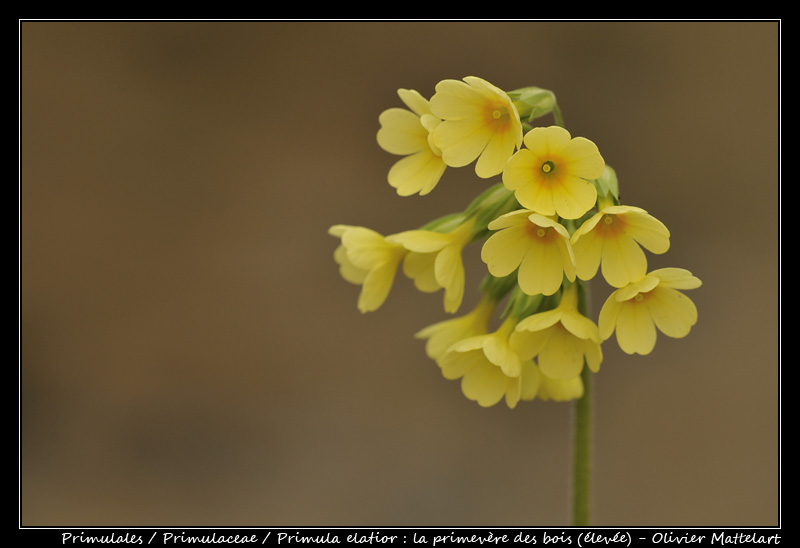 Primula elatior