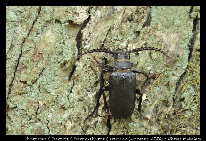 Prionus coriarius (Linnaeus, 1758)