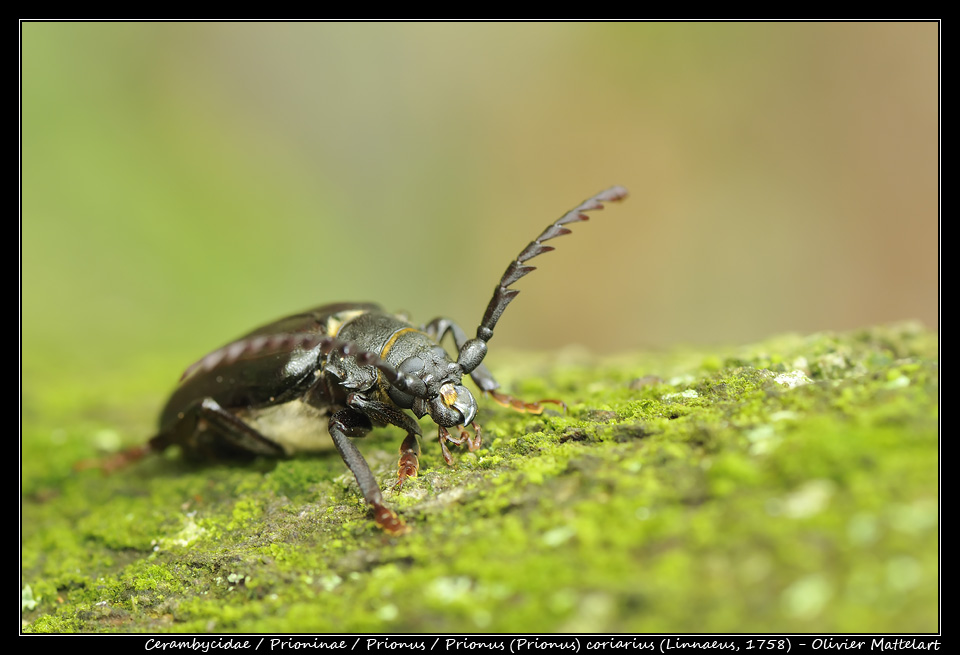 Prionus (Prionus) coriarius (Linnaeus, 1758)