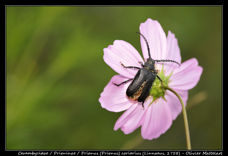 Prionus (Prionus) coriarius (Linnaeus, 1758)