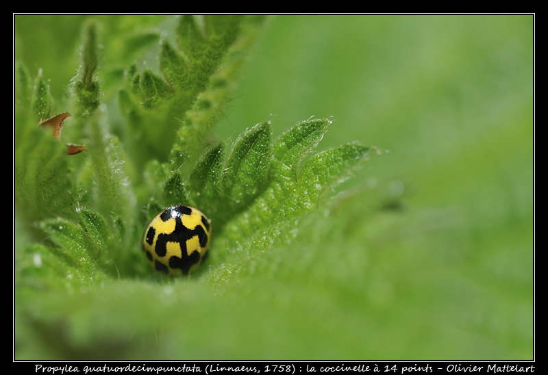 Propylea quatuordecimpunctata (Linnaeus, 1758)