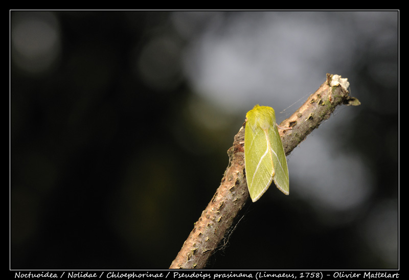 Pseudoips prasinana (Linnaeus, 1758)