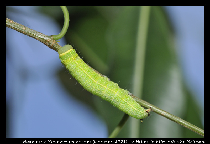 Pseudoips prasinana (LINNAEUS, 1758)