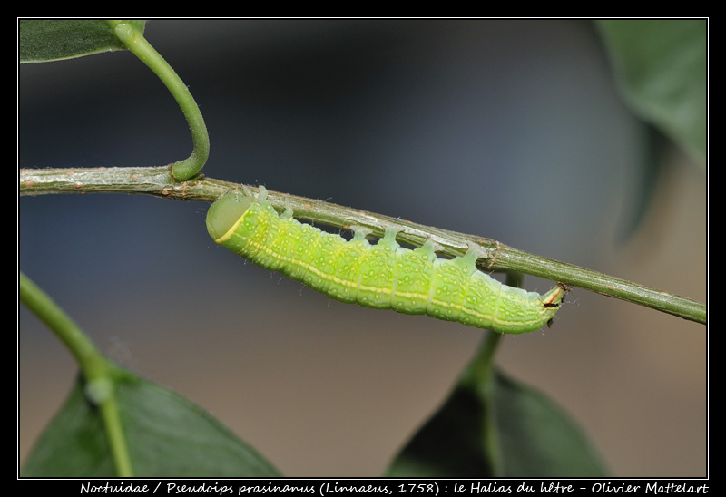 Pseudoips prasinana (LINNAEUS, 1758)