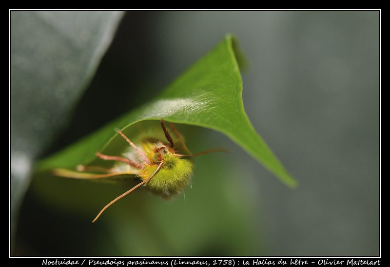 Pseudoips prasinanus (Linnaeus, 1758)