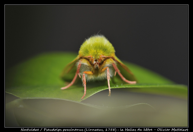 Pseudoips prasinana (Linnaeus 1758)