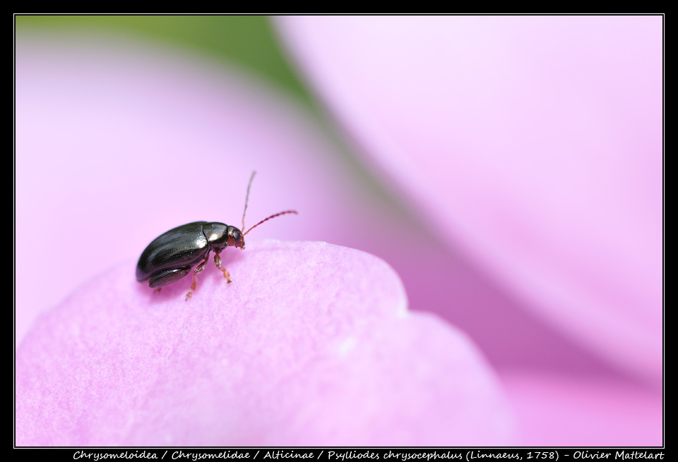 Psylliodes chrysocephalus (Linnaeus, 1758)