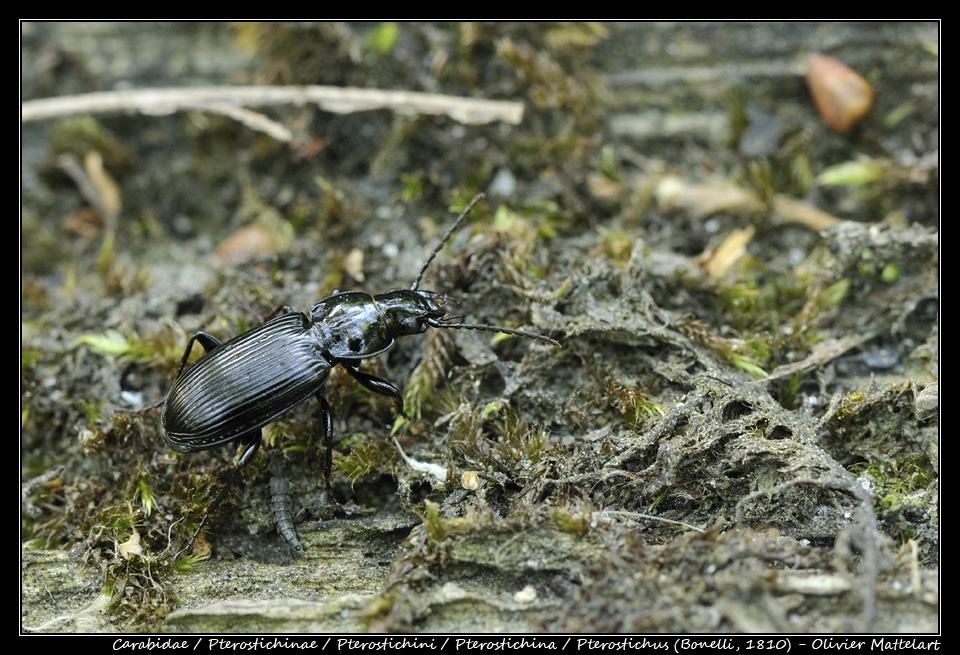 Pterostichus (Bonelli, 1810)