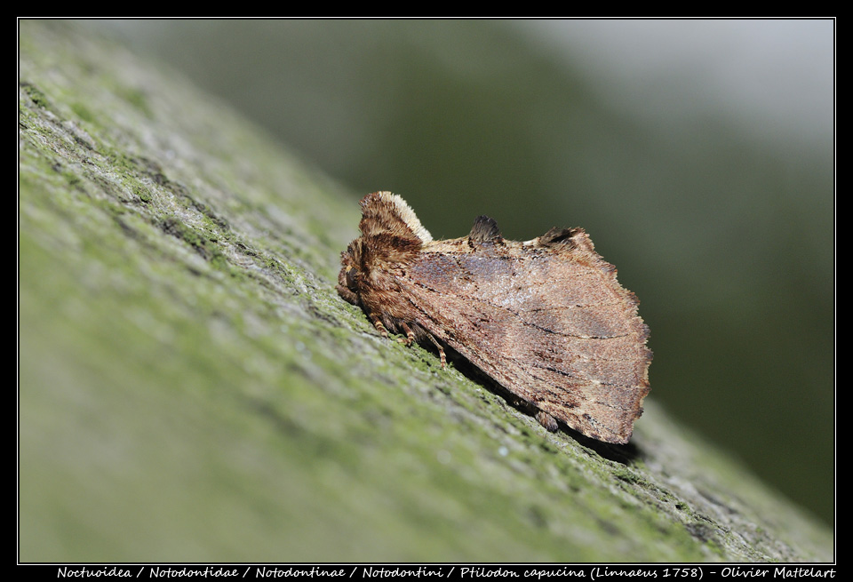 Ptilodon capucina (Linnaeus, 1758)