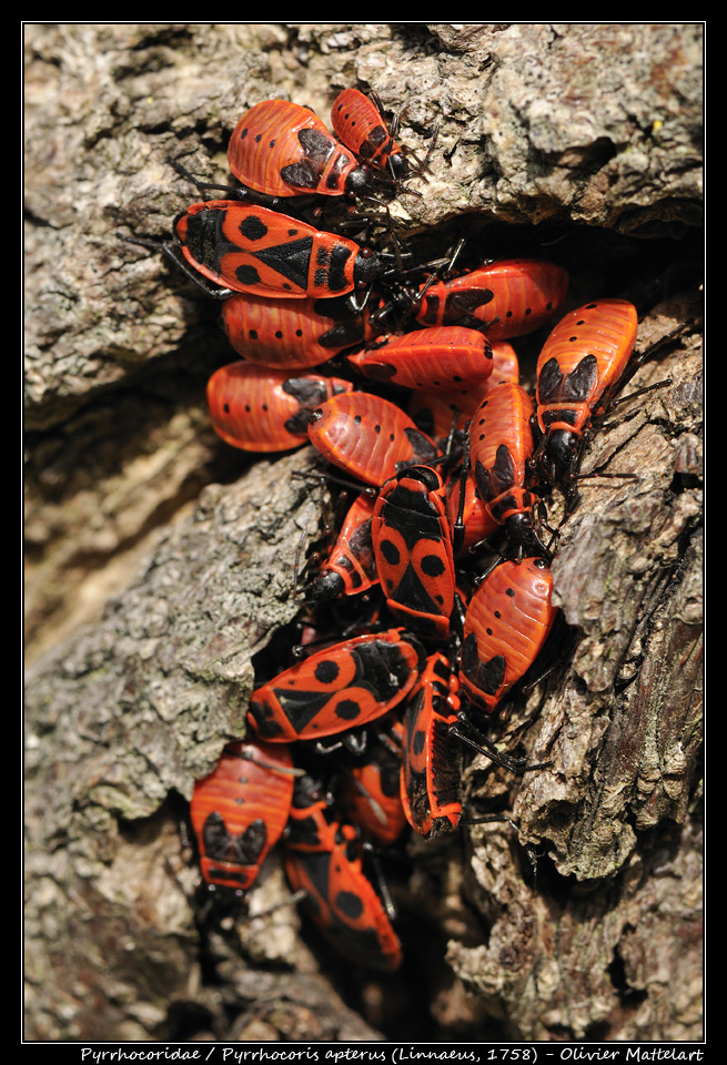 Pyrhhocoris apterus (Linnaeus, 1758)