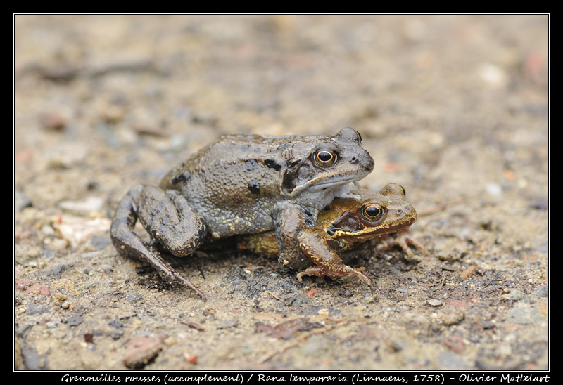 Rana temporaria (Linnaeus, 1758)