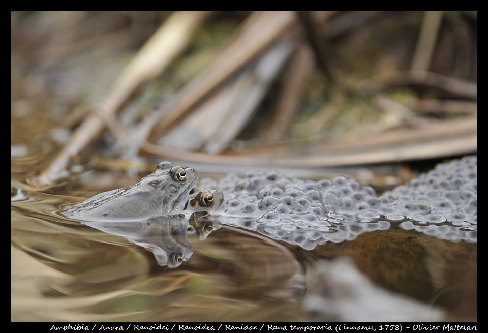 Rana temporaria (Linnaeus, 1758)