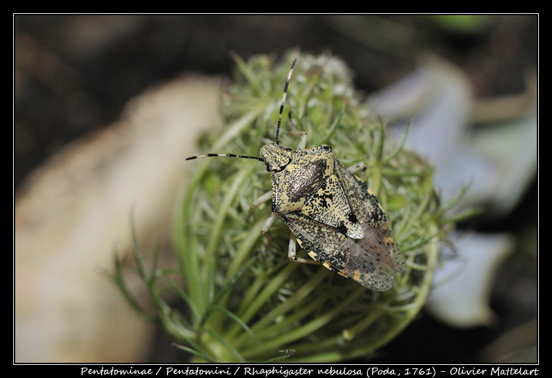 Rhaphigaster nebulosa (Poda, 1761)