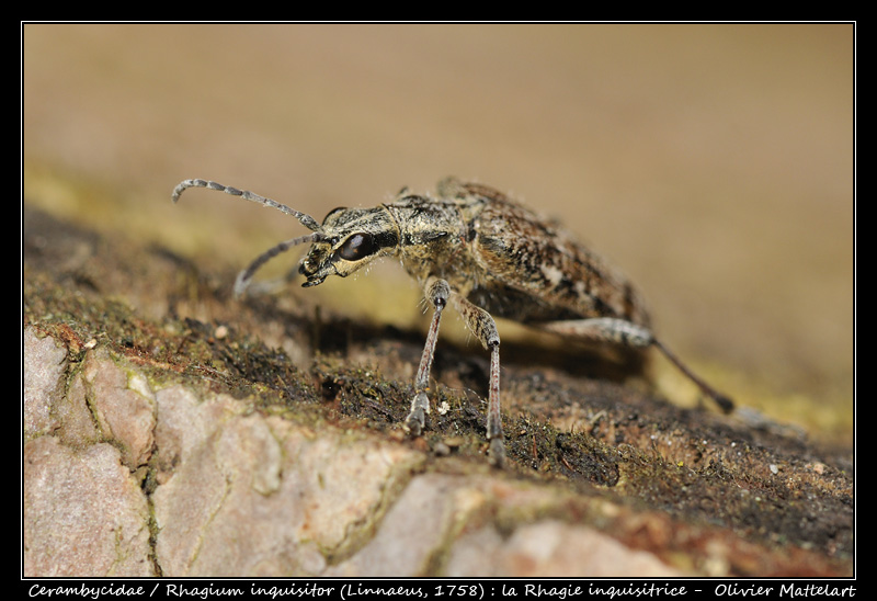 Rhagium inquisitor (Linnaeus, 1758)