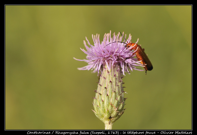 Rhagonycha fulva (Scopoli 1763)