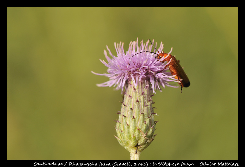 Rhagonycha fulva (Scopoli 1763)