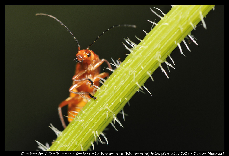 Rhagonycha (Rhagonycha) fulva (Scopoli 1763)