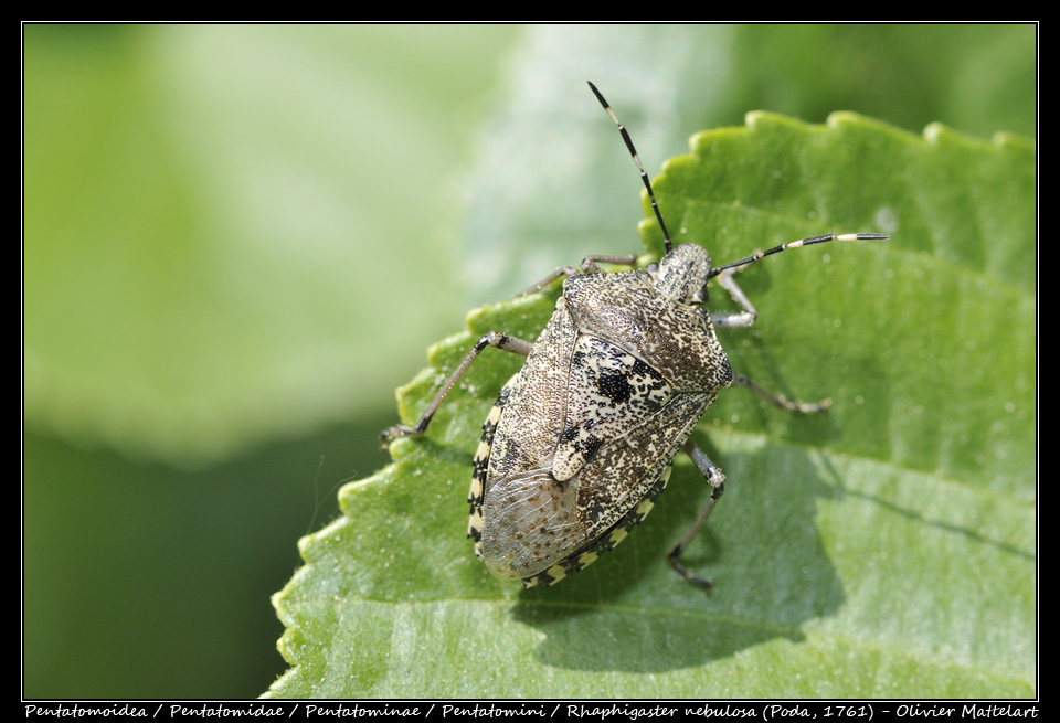 Rhaphigaster nebulosa (Poda, 1761)