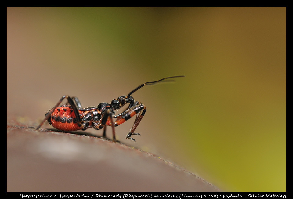 Rhynocoris annulatus (Linnaeus, 1758)