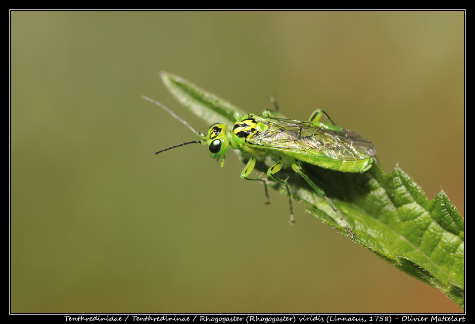 Rhogogaster (Rhogogaster) viridis (Linnaeus, 1758)