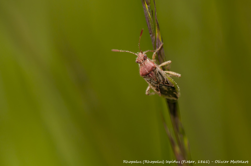 Rhopalus (Rhopalus) lepidus (Fieber, 1861)