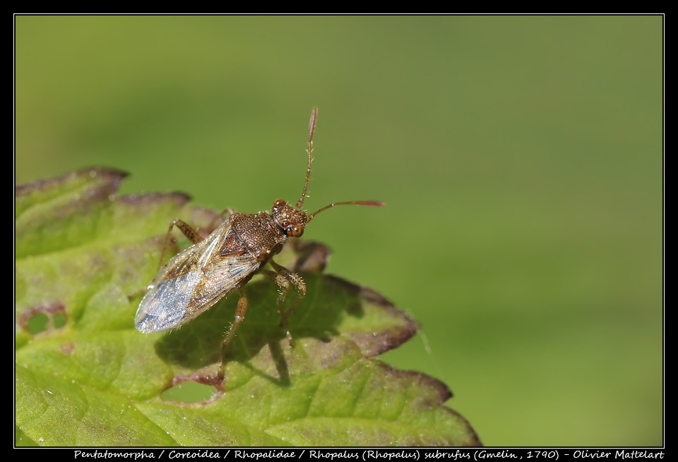 Rhopalus (Rhopalus) subrufus (Gmelin, 1790)