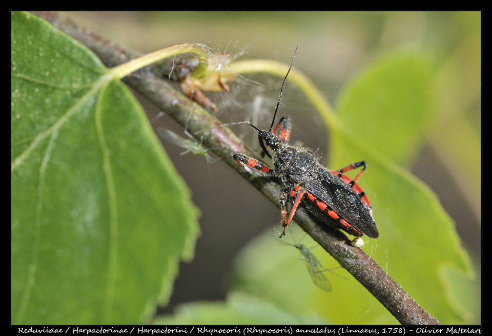 Rhynocoris (Rhynocoris) annulatus (Linnaeus, 1758)