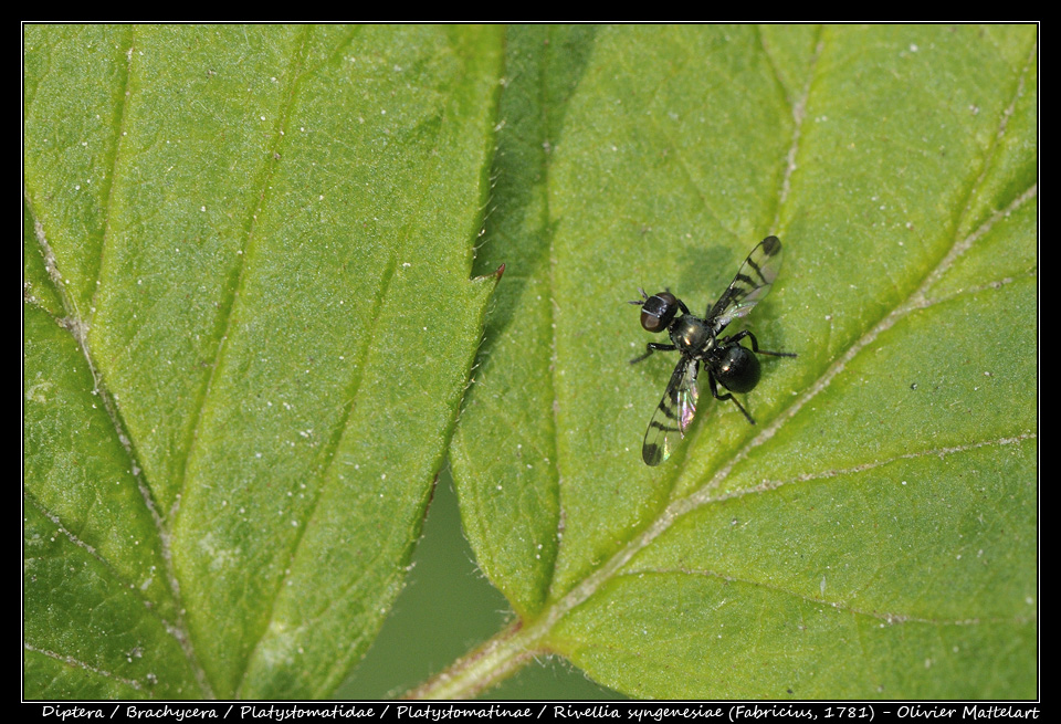 Rivellia syngenesiae (Fabricius, 1781)