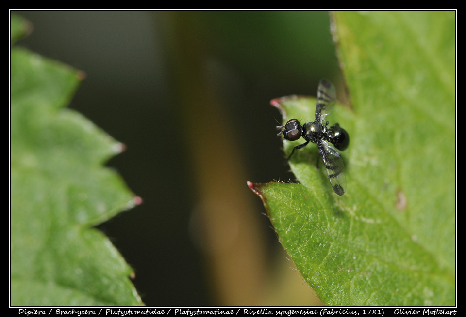 Rivellia syngenesiae (Fabricius, 1781)