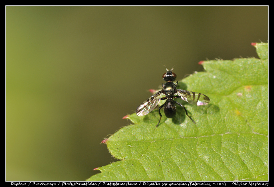 Rivellia syngenesiae (Fabricius, 1781)