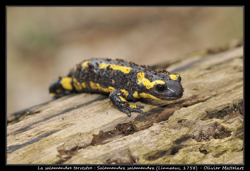 Salamandre terrestre