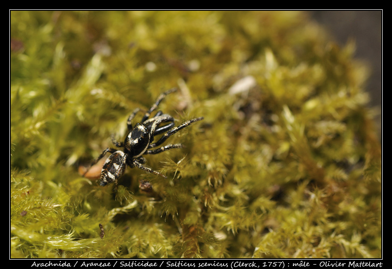 Salticus scenicus (Clerck, 1757)