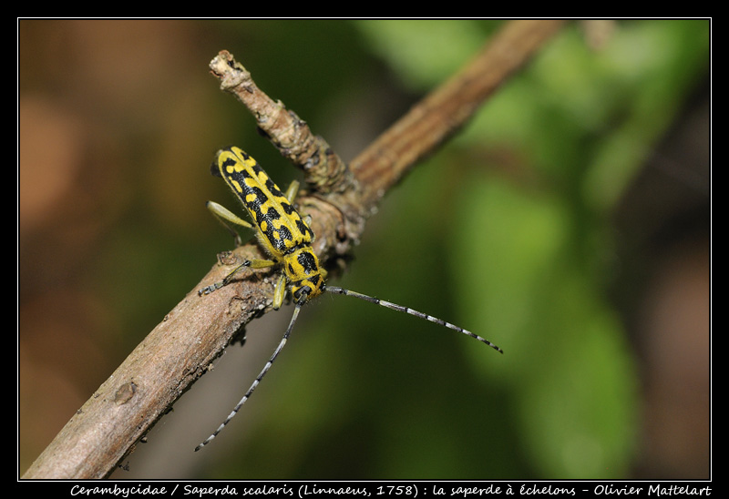 Saperda scalaris (Linnaeus, 1758)