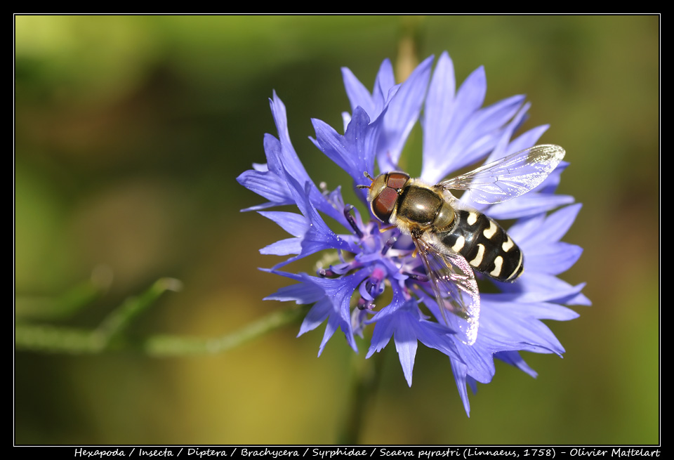 Scaeva pyrastri (Linnaeus, 1758)