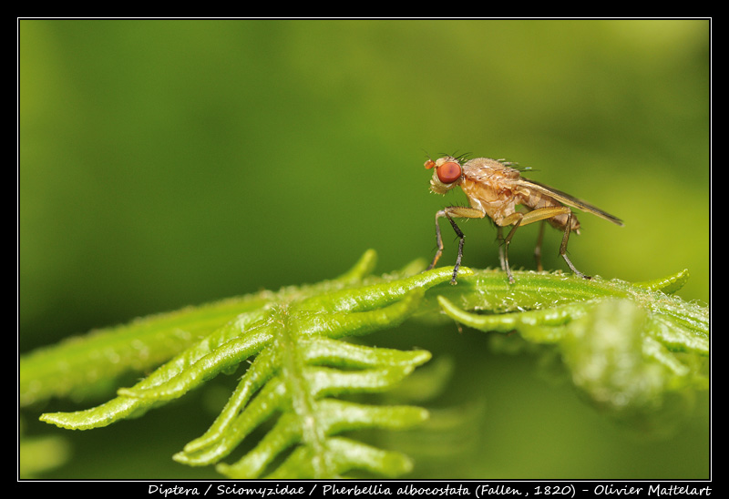 Pherbellia albocostata (Fallen, 1820)