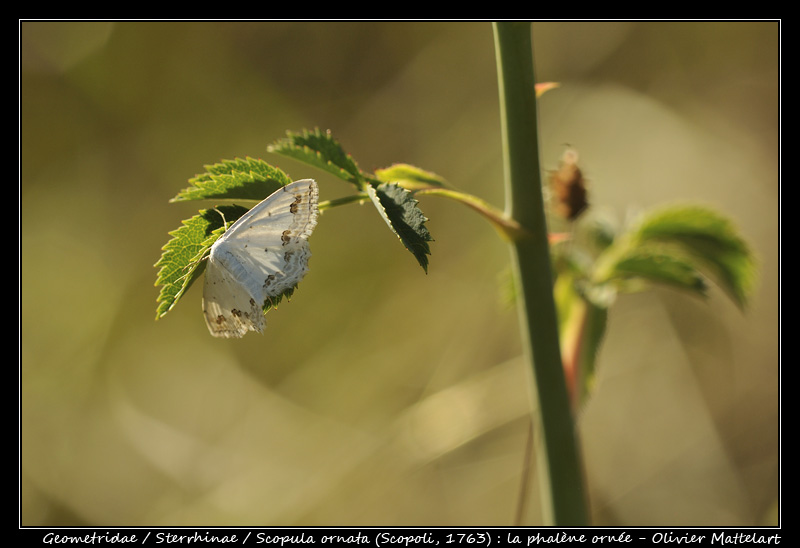 Scopula ornata (Scopoli, 1763)