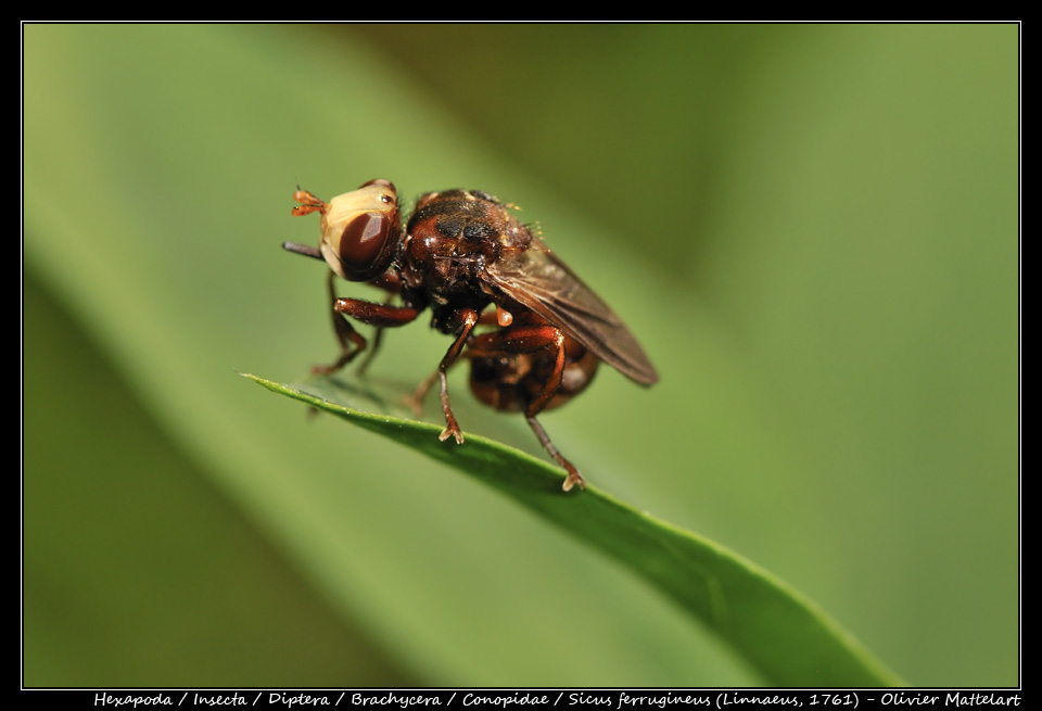 Sicus ferrugineus (Linnaeus, 1761)