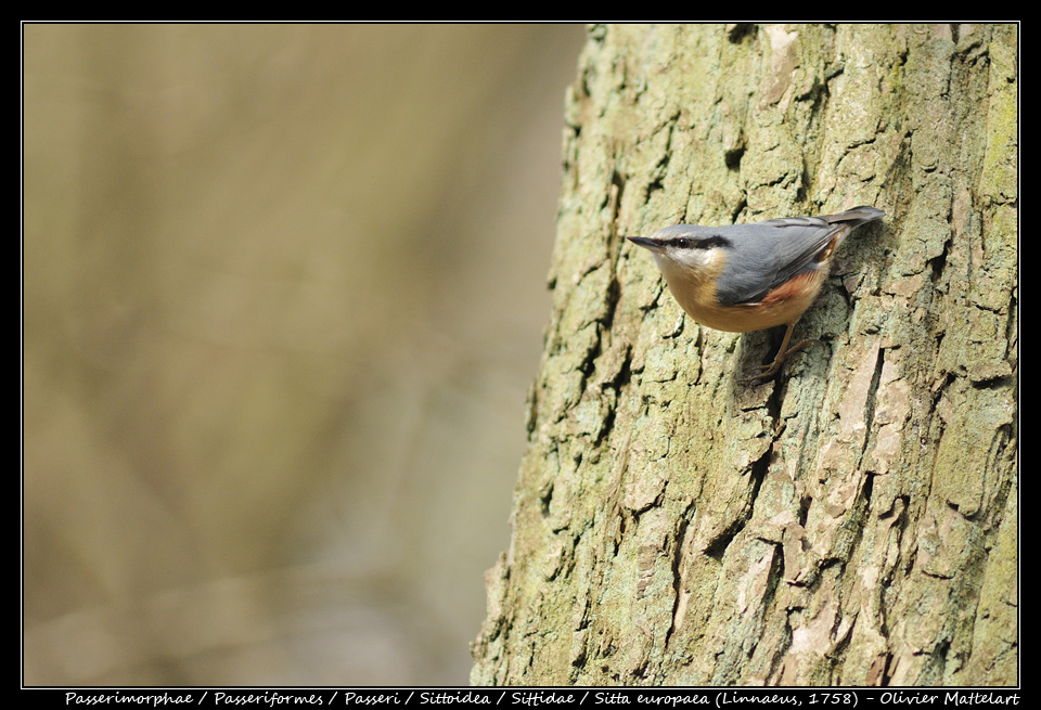 Sitta europaea (Linnaeus, 1758)