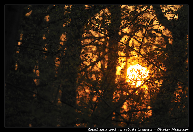 Soleil couchant au bois de Lauzelle