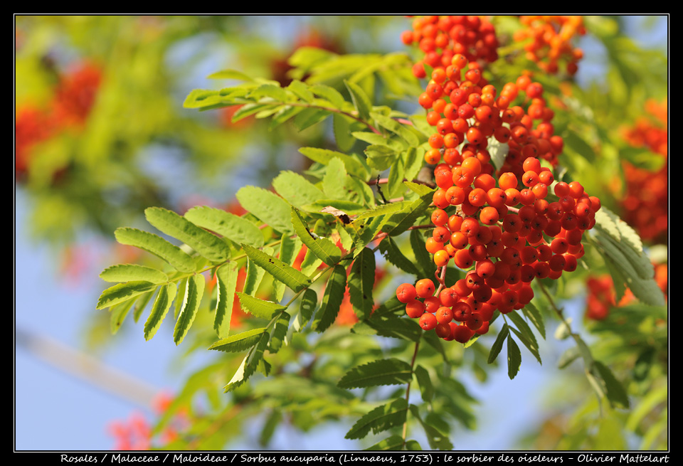 Sorbus aucuparia (Linnaeus, 1753)