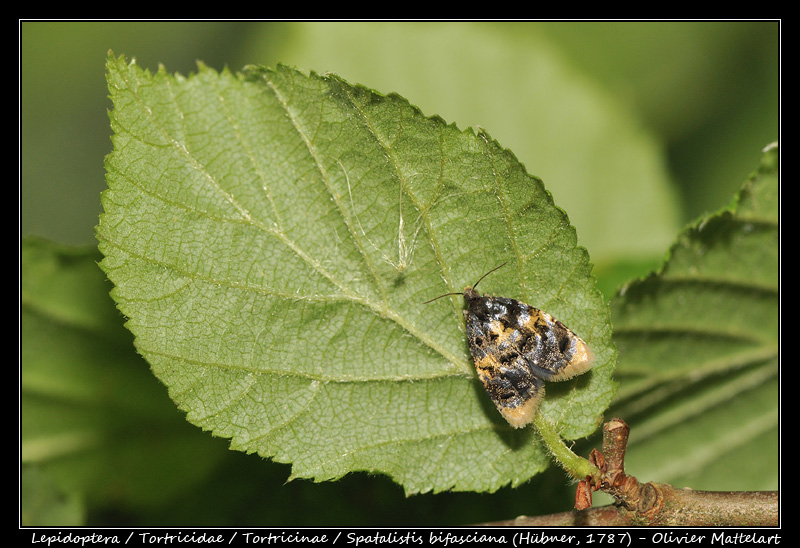 Spatalistis bifasciana (Hübner, 1787)