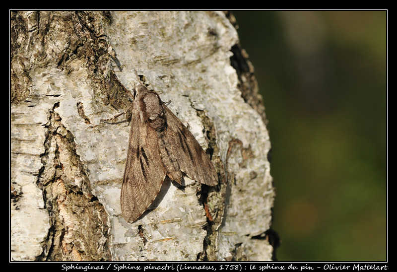 Sphinx pinastri (Linnaeus, 1758)